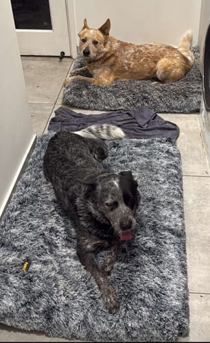 Customer photo review of Premium SuperMat Calming Bed