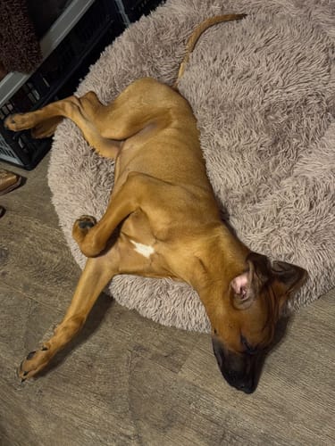 Customer photo review of Puppery Hundebett Wolke 7 - Das Original