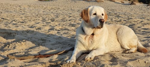 Customer photo review of Grain Free Cordero