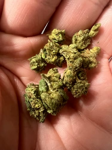 Customer photo review of Lemon Tree (smalls)