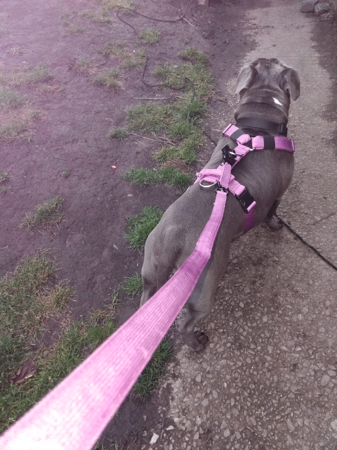 Customer photo review of Ultra Harness - Anti pull - Purple