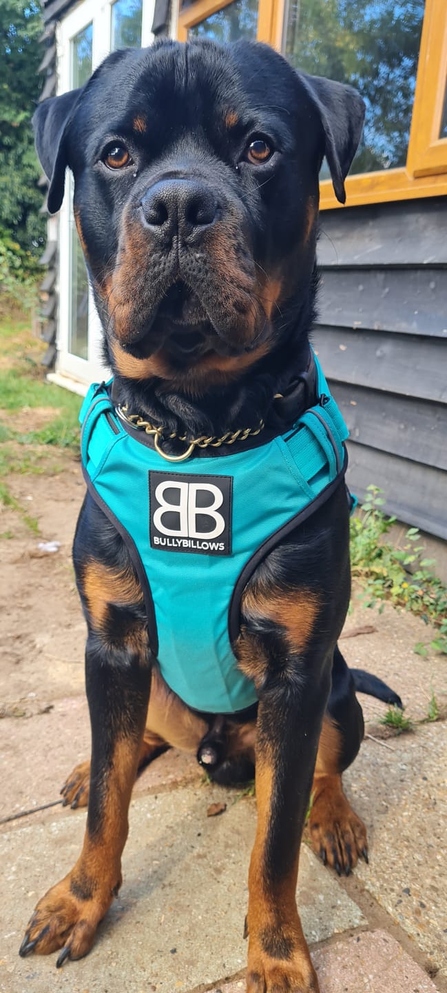 Customer photo review of Comfort Premium Harness | Non Restrictive - Turquoise