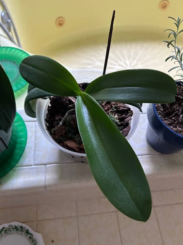 Customer photo review of Plant Food