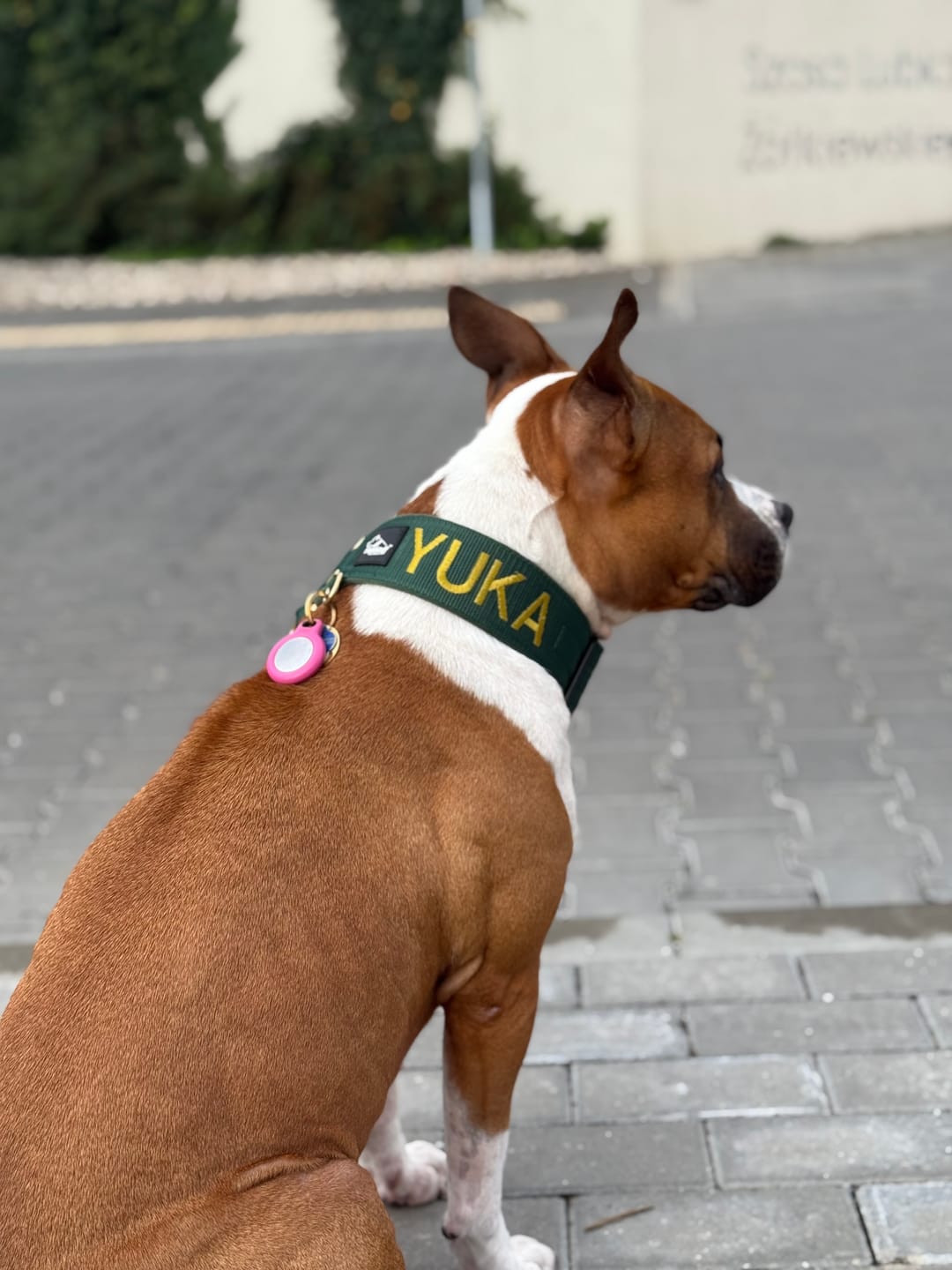 Customer photo review of Półzaciskowa obroża dla psa z imieniem - Personal Martingale
