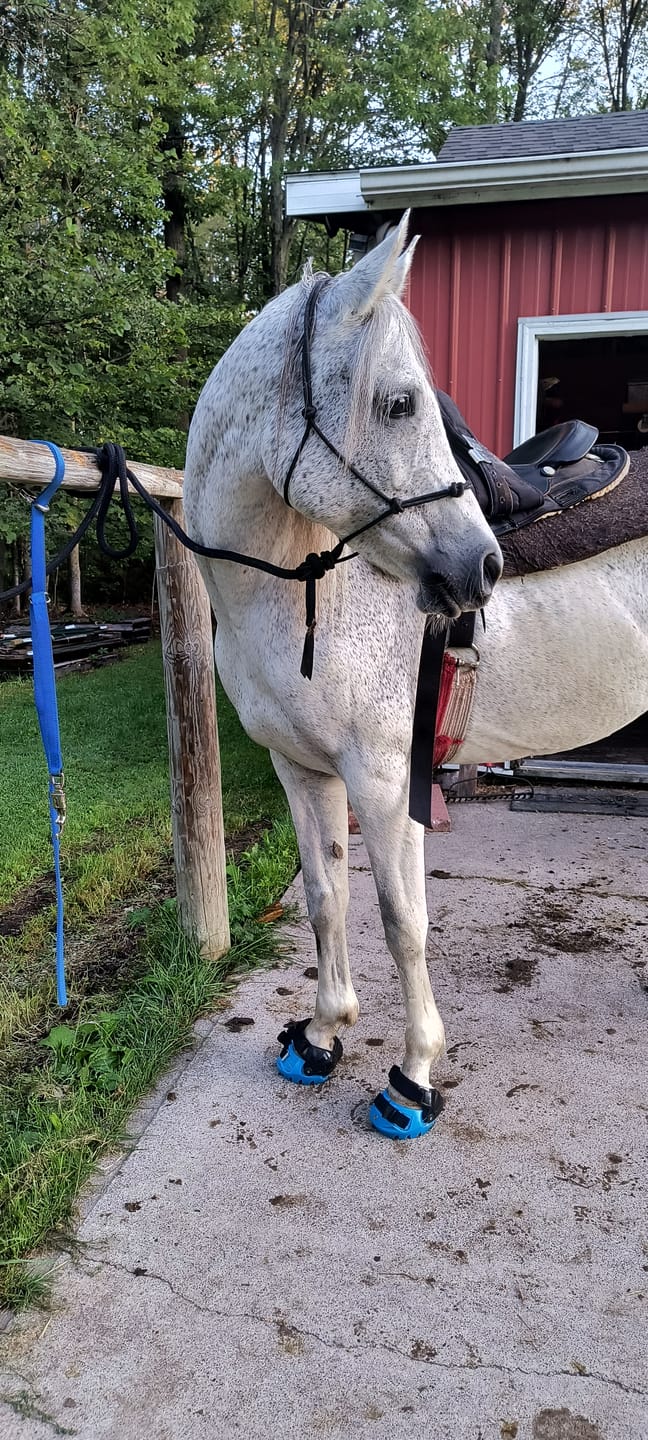 Customer photo review of Renegade® Viper Hoof Boot ULTRA-BLEM Seconds -- Blind Box Mystery Selection