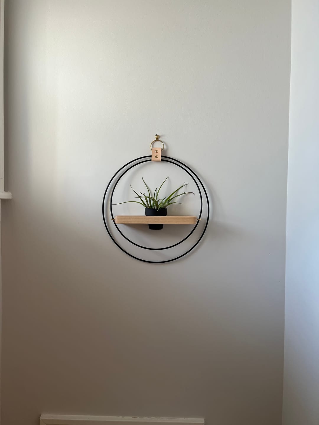 Customer photo review of Air Plant