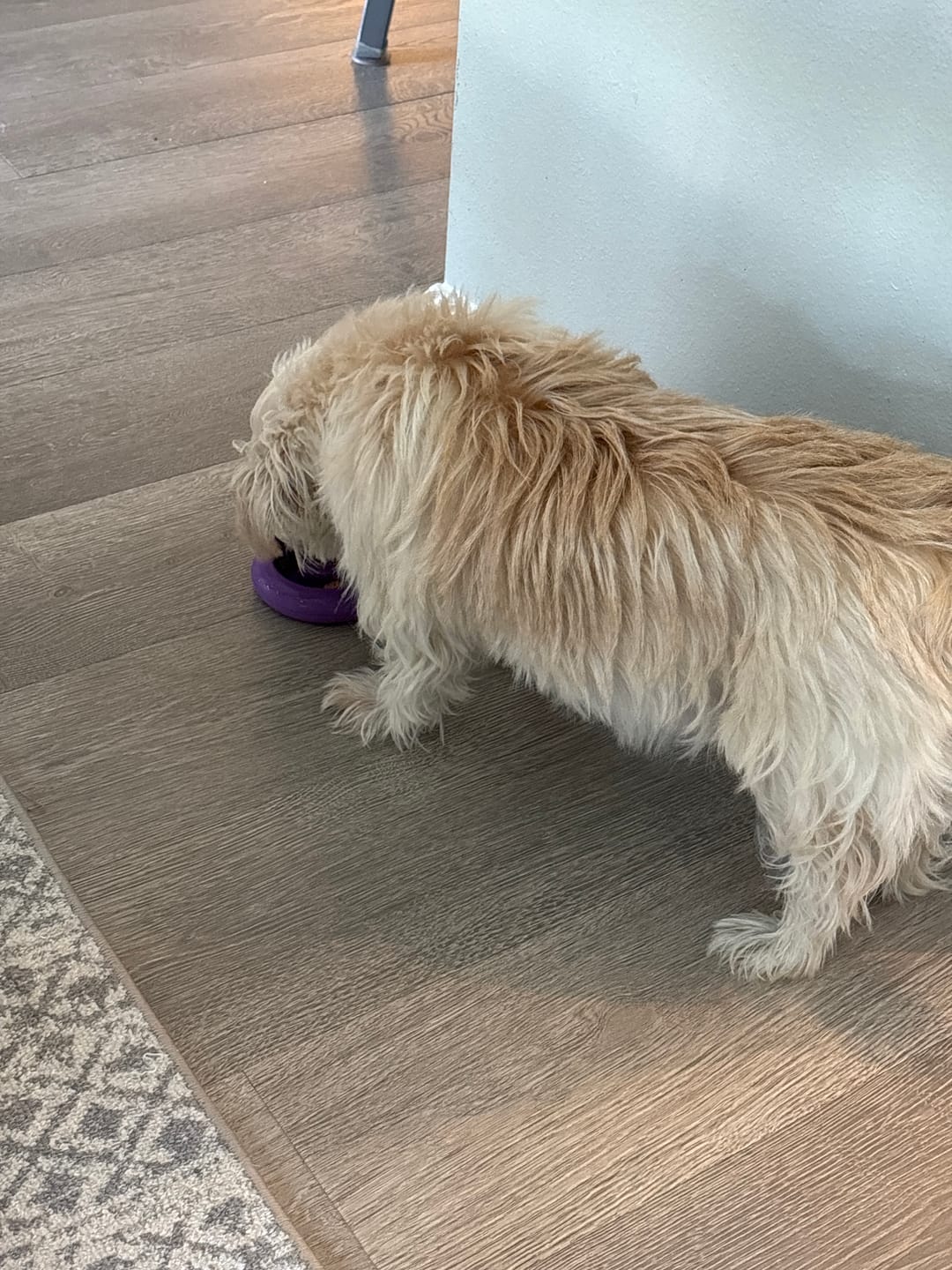 Customer photo review of Bone Refills Dog Meat 90 Grams (4 Pack)®