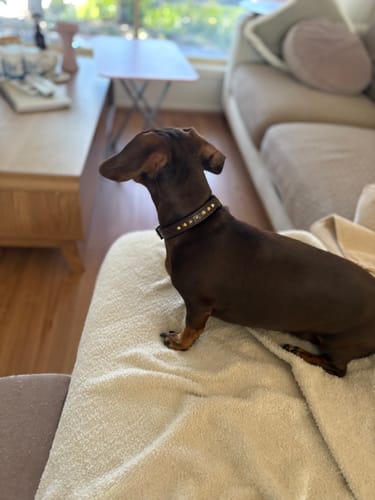 Customer photo review of Hand Made Leather Dog Collar - Ruthless Brown & Brass (Slim Fit)