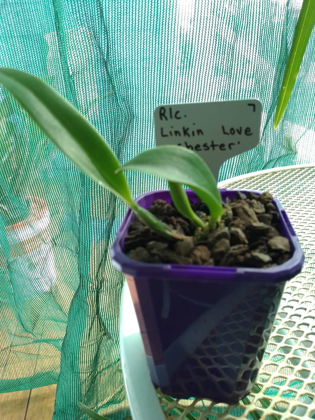 Customer photo review of Cattleya Orchid – Orchidaceae – Cattleya spp. - 50mm Potted Mericlone