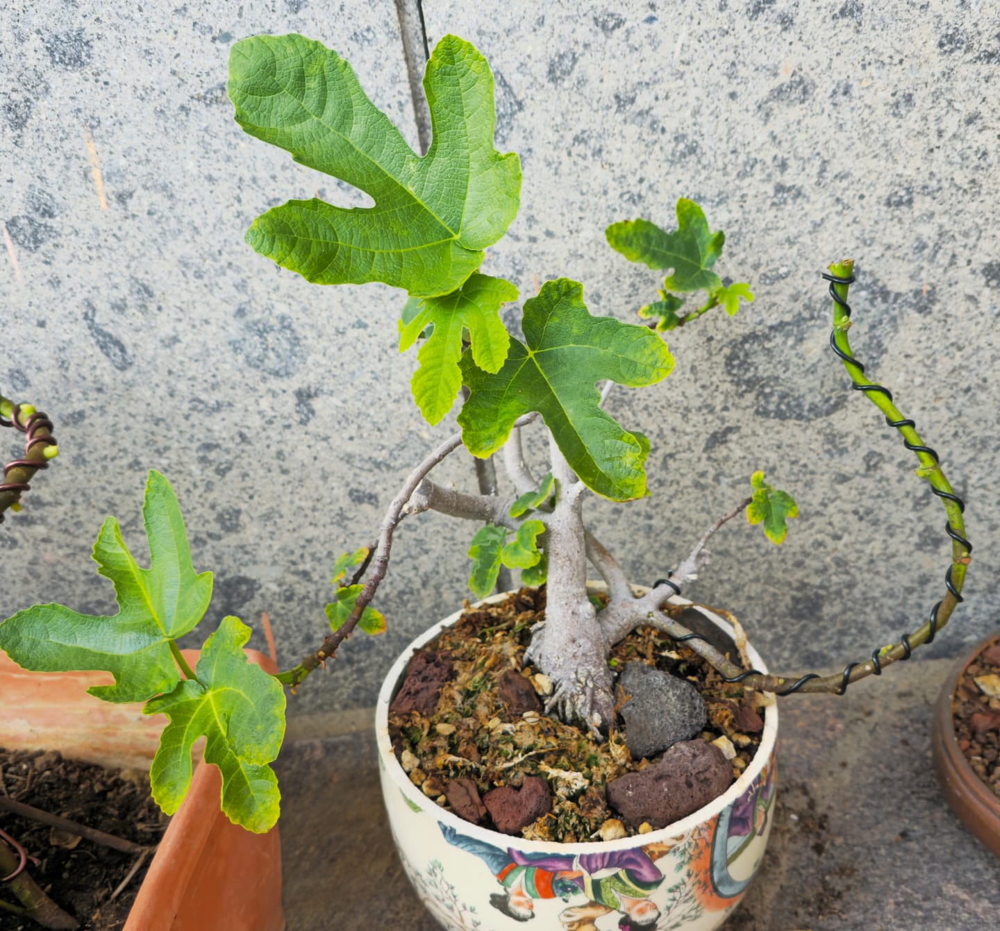 Customer photo review of BASIC CB® (substrato entry level per bonsai)