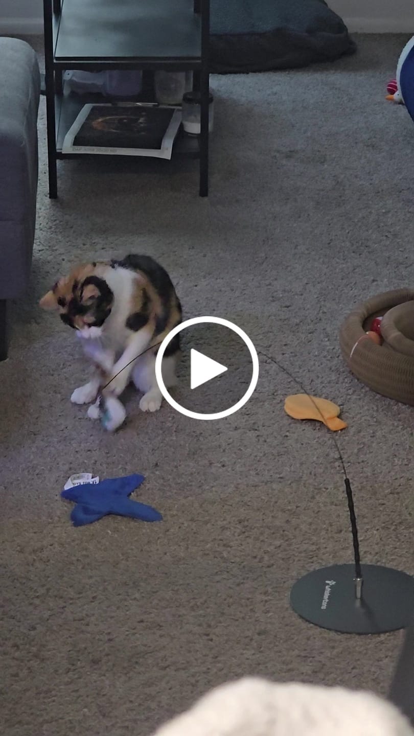 Customer video review of Interactive Bird Simulation Cat Toy Hybrid Bundle