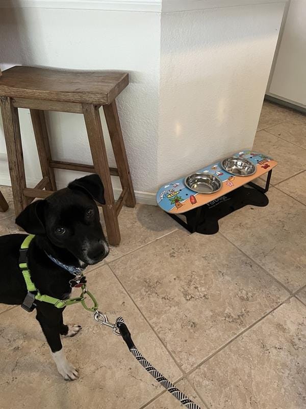 Customer photo review of Surf City Skateboard Dog Bowl
