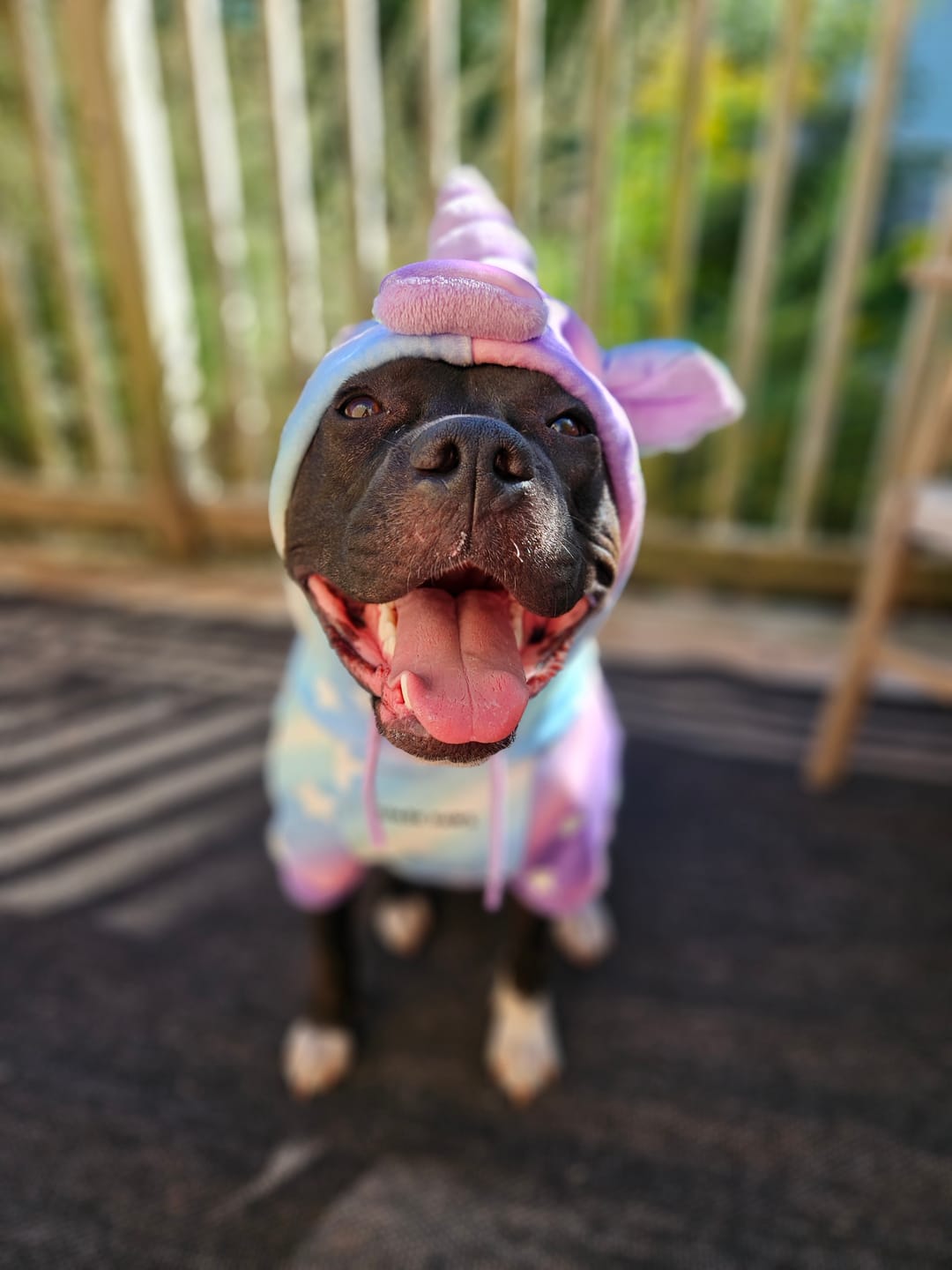 Customer photo review of Halloween Dog Hoodie - Unicorn