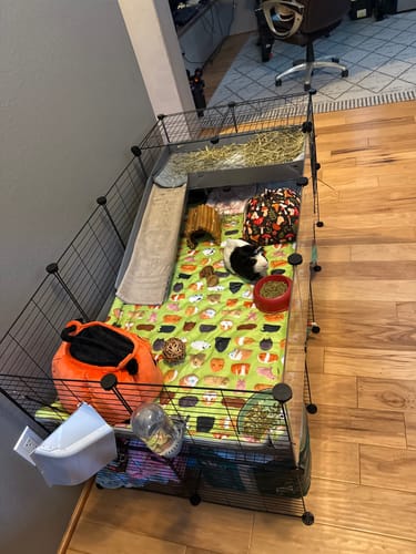 Customer photo review of 4x2 C&C Cage with Loft & Stand