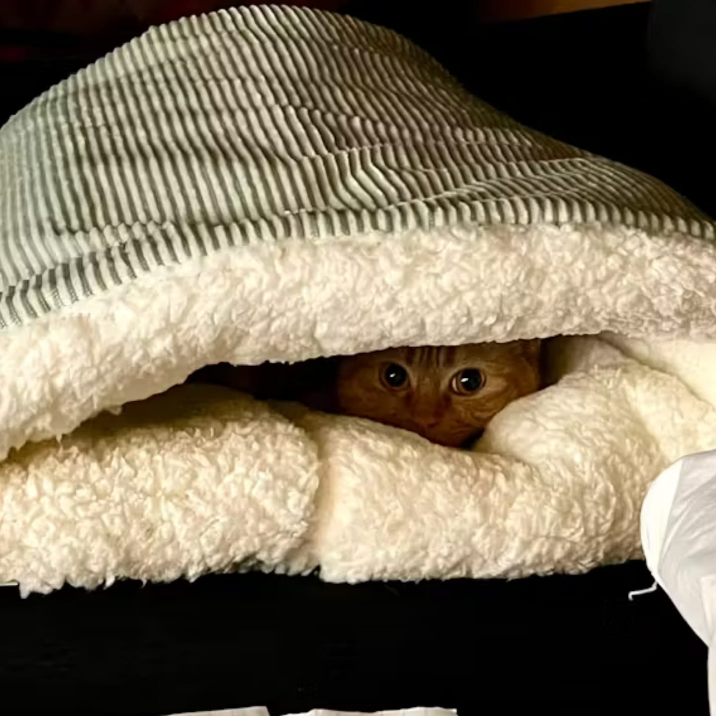 Customer photo review of HiberNest -  Knusse Slaapzak Kattenbed
