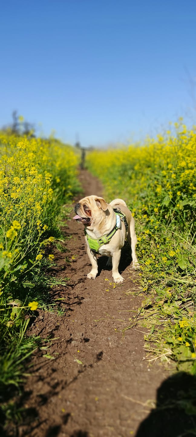 Customer photo review of Rastreador GPS Petfind