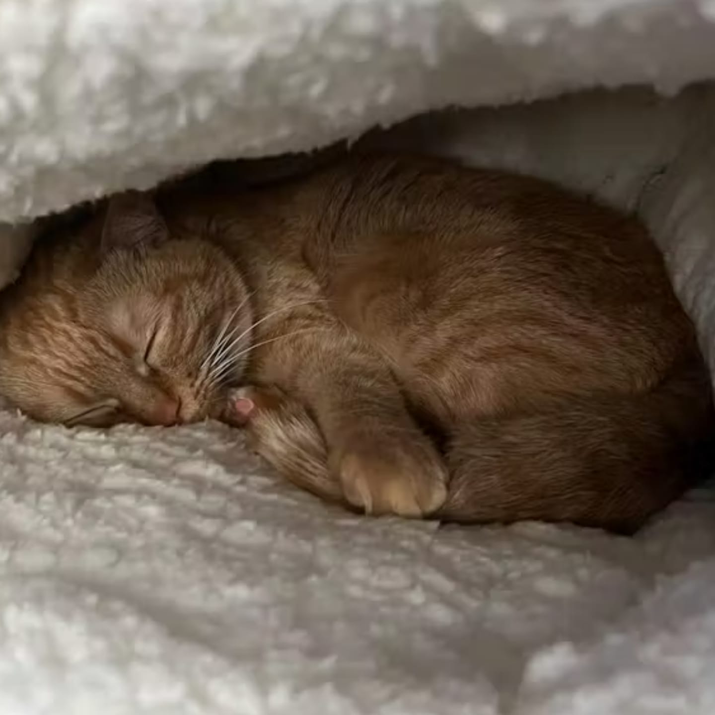 Customer photo review of HiberNest -  Knusse Slaapzak Kattenbed