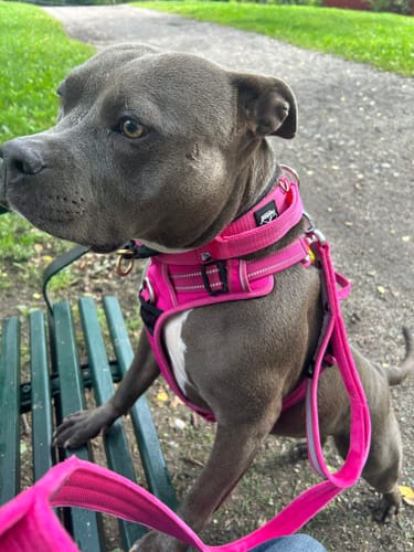 Customer photo review of Guard Leash Safe Rosa - Väktarkoppel med handtag & reflex