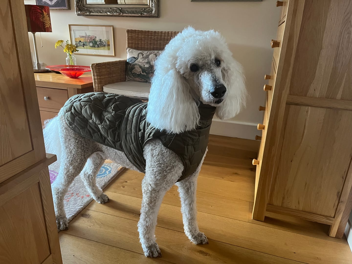 Customer photo review of Honey Comb Dog Coat
