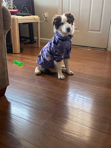 Customer photo review of Halloween Dog Hoodies (Limited Edition)