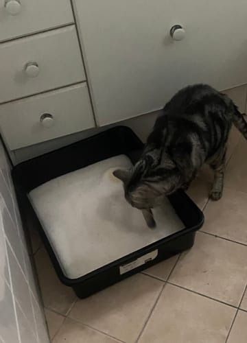 Customer photo review of 1 Month Supply – 1 Cat