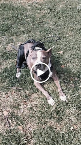 Customer video review of Knee Brace Support Harness for Dogs