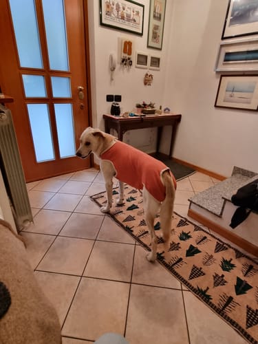 Customer photo review of Body Castrazione cane maschio