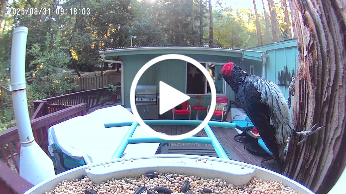 Customer video review of Birdfy Feeder with Solar Panel - Solar-Powered Smart Bird Feeder with Camera