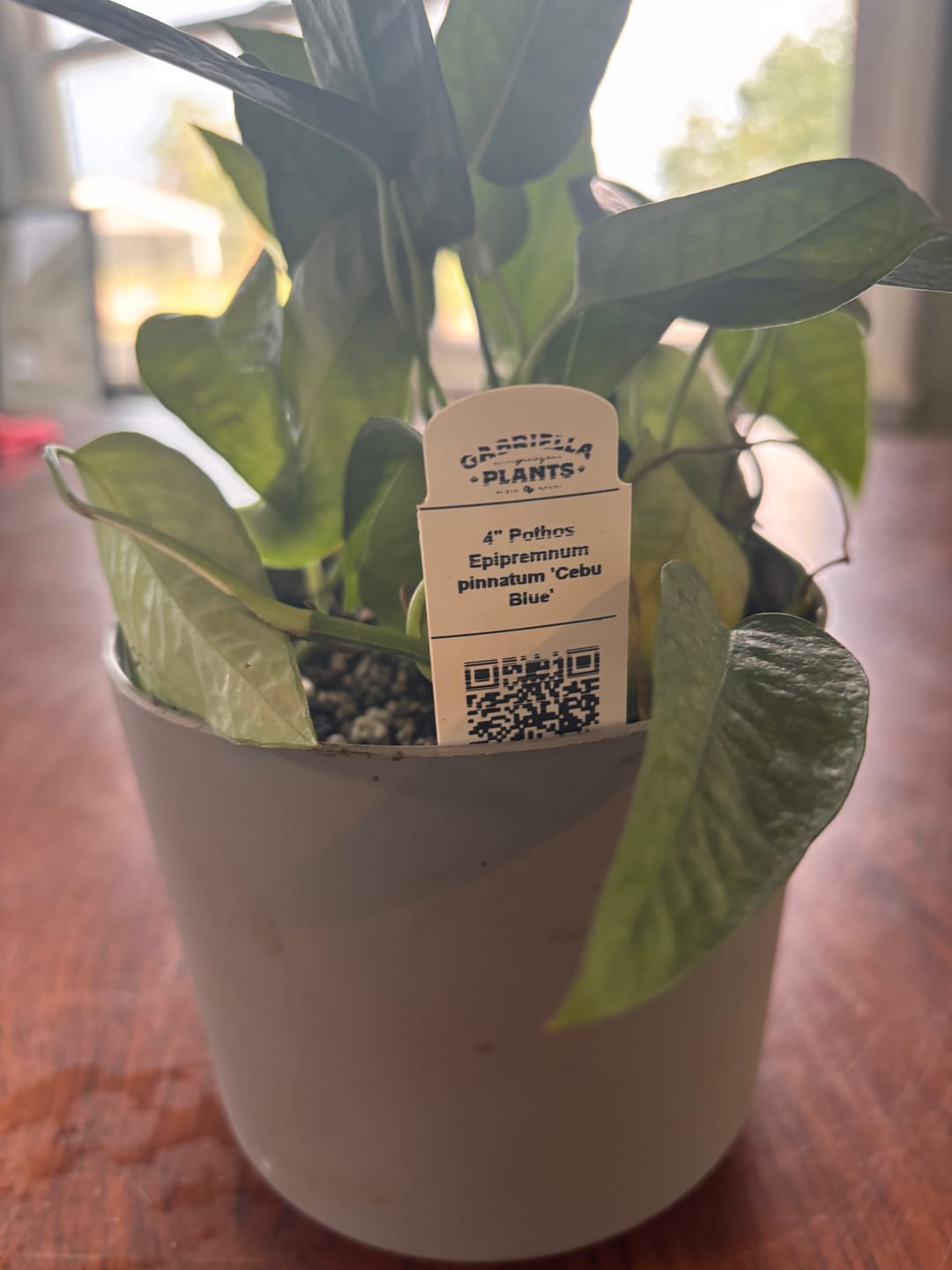 Customer photo review of Pothos Epipremnum pinnatum 'Cebu Blue'