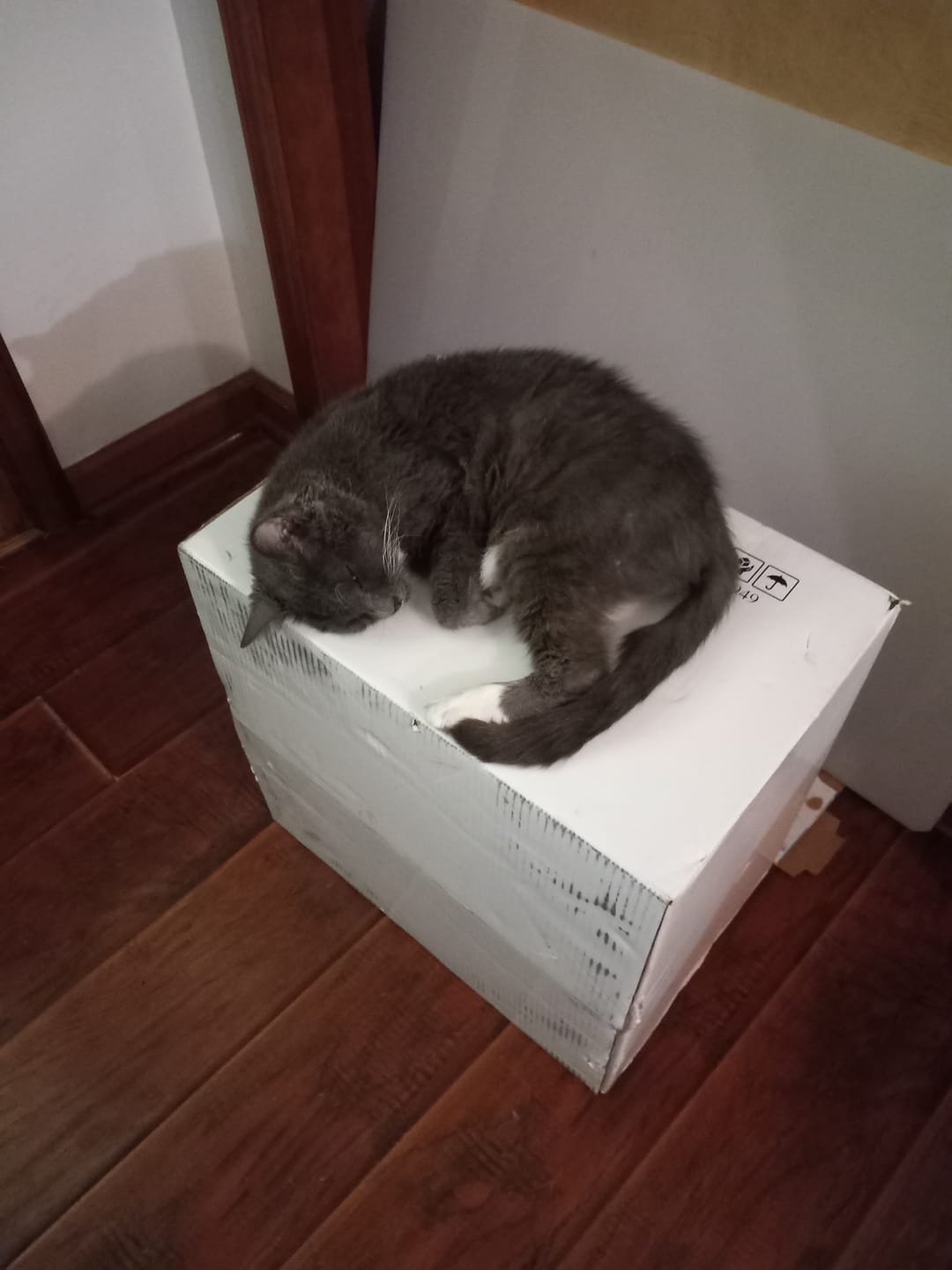 Customer photo review of KING KALM CBD 75mg - Cat & Small Dog Formula  20lbs or less