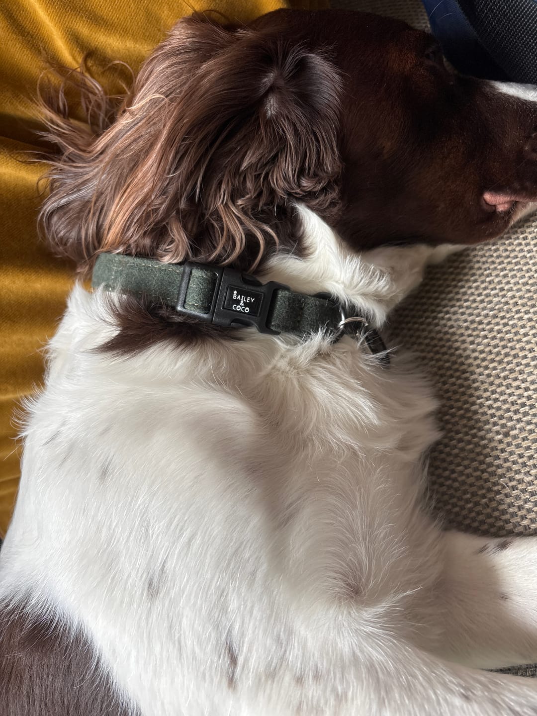Customer photo review of Adjustable Collar - Forest Tweed