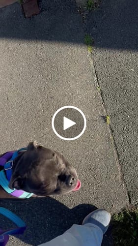 Customer video review of Comfort Control No-Pull Dog Harnesses