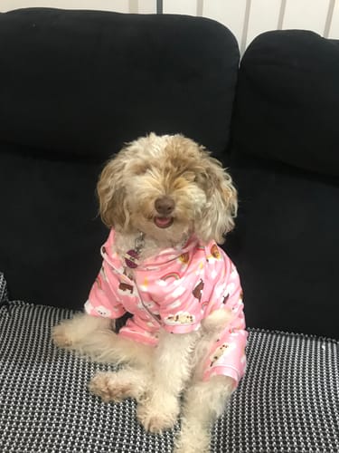 Customer photo review of GroomMate Pet Grooming Kit