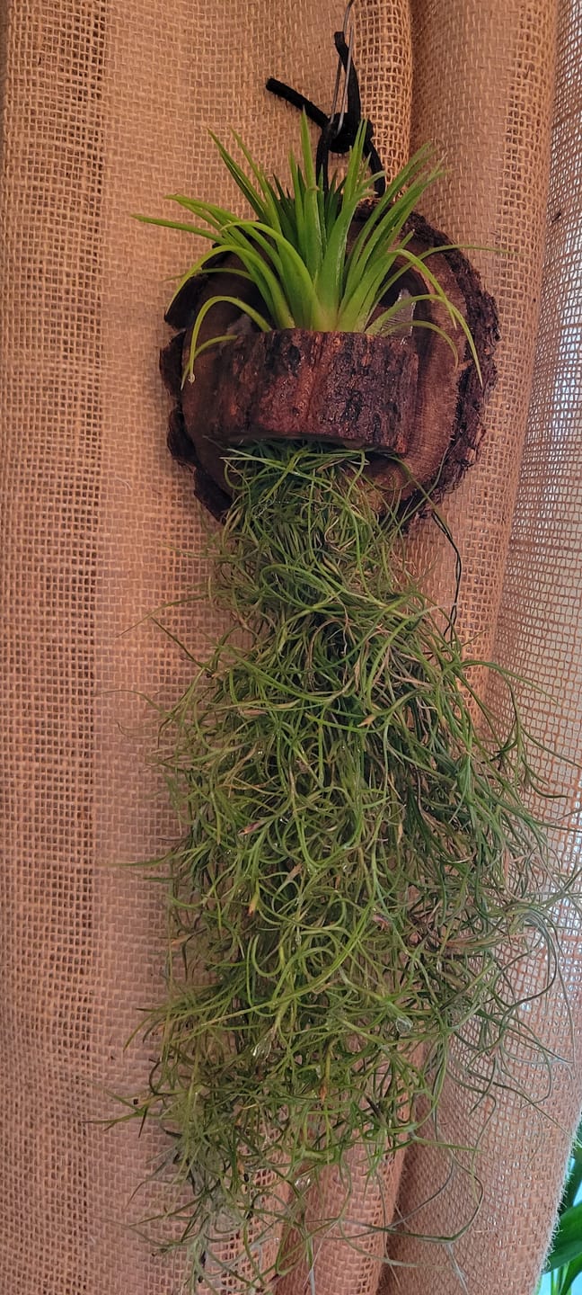 Customer photo review of Tenuifolia Purple Fan  (Stacked Form)