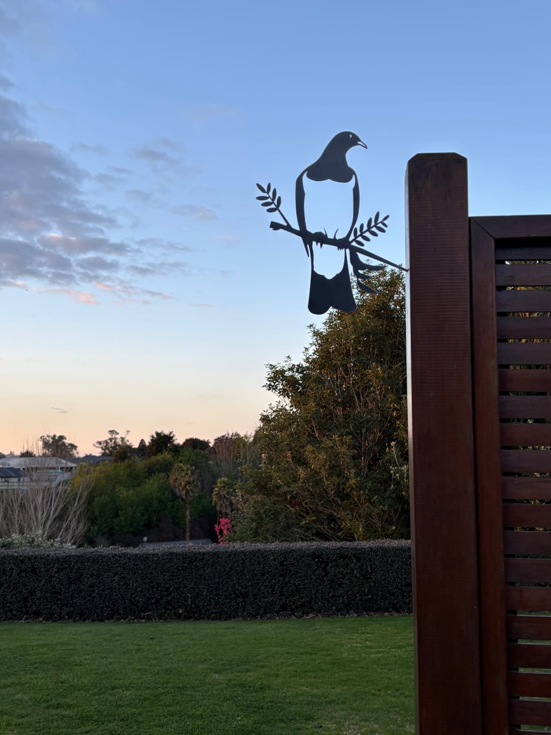 Customer photo review of Kererū / Wood Pigeon