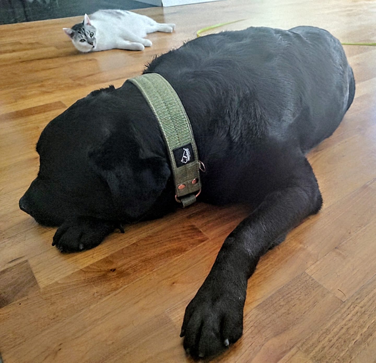 Customer photo review of Szeroka obroża półzaciskowa - Martingale Rose Edition Olive Green