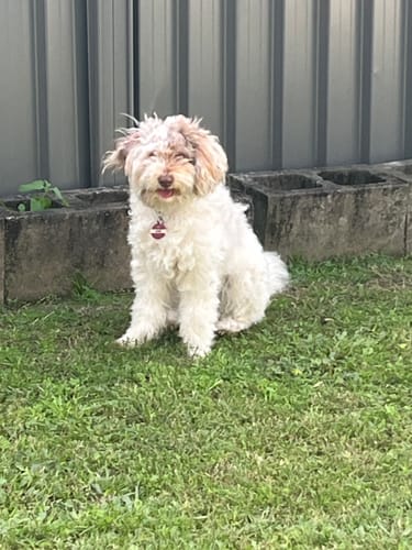 Customer photo review of GroomMate Pet Grooming Kit