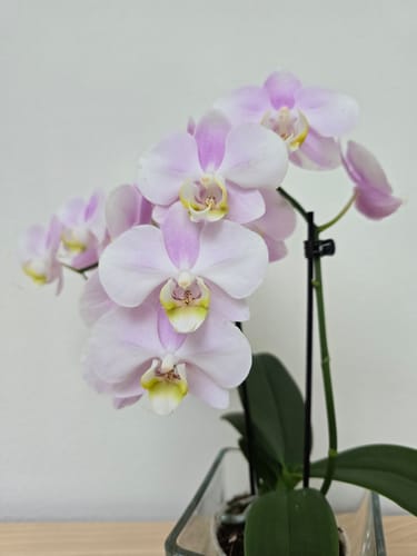 Customer photo review of Table Dance Angel Eyes mit hellrosa Blüten und 3 Rispen