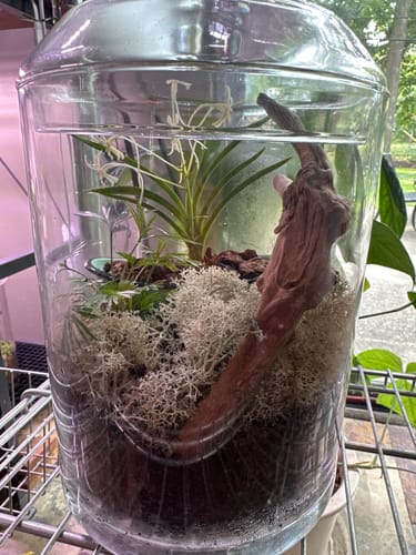 Customer photo of Natural Canadian Reindeer Moss - Revita-Moss from Robin L.
