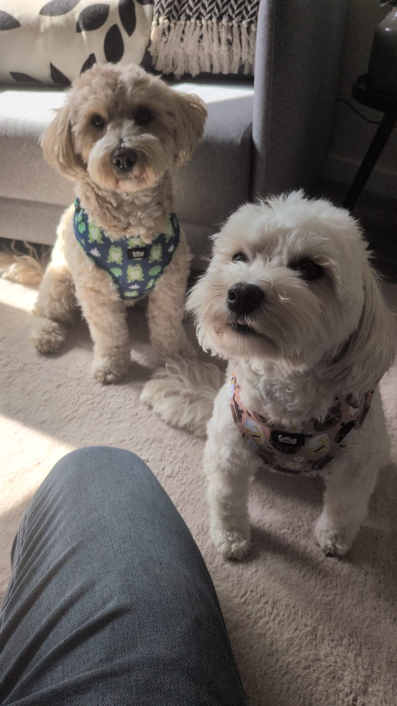 Customer photo review of Adjustable Dog Harness - Frogging Fabulous