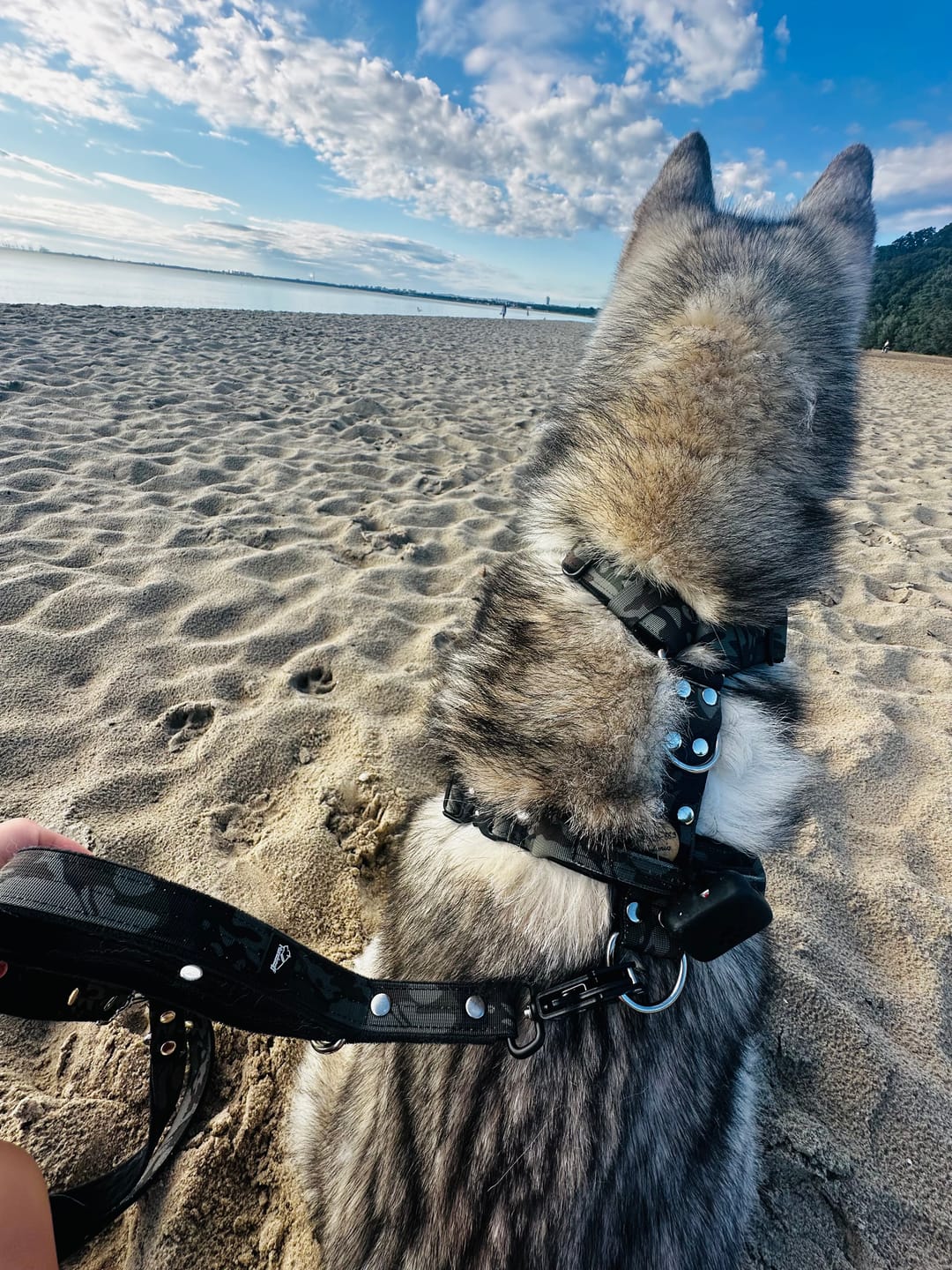 Customer photo review of Smycz przepinana z dodatkową raczką - Multi Guard Leash Camo Black