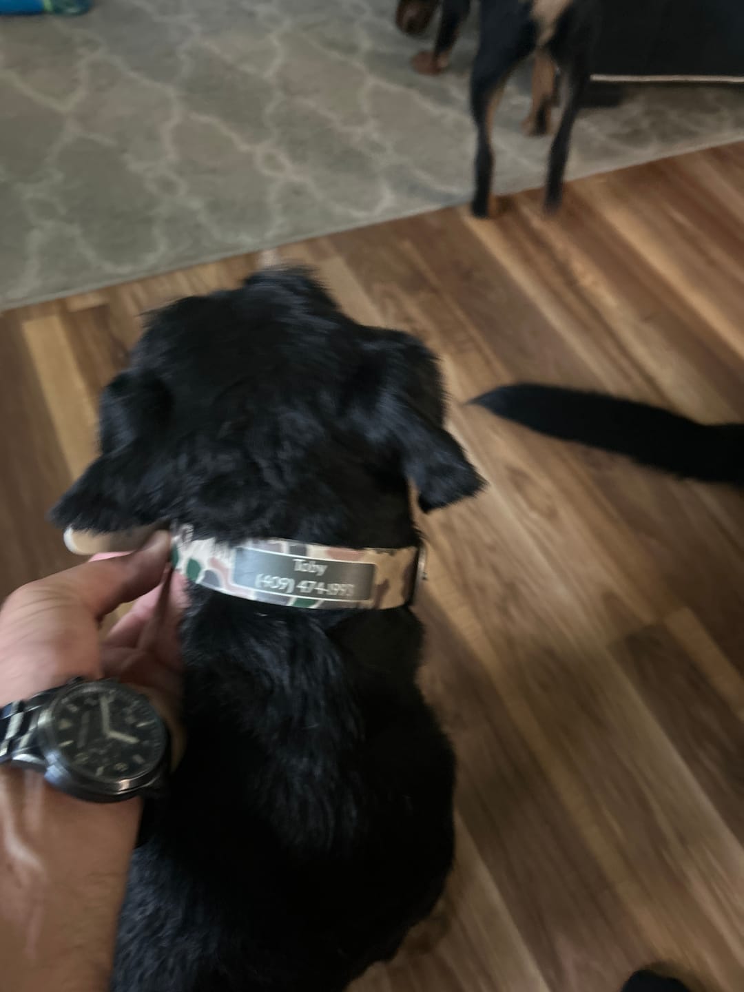 Customer photo review of CP - Brigadier Camo Dog Collar