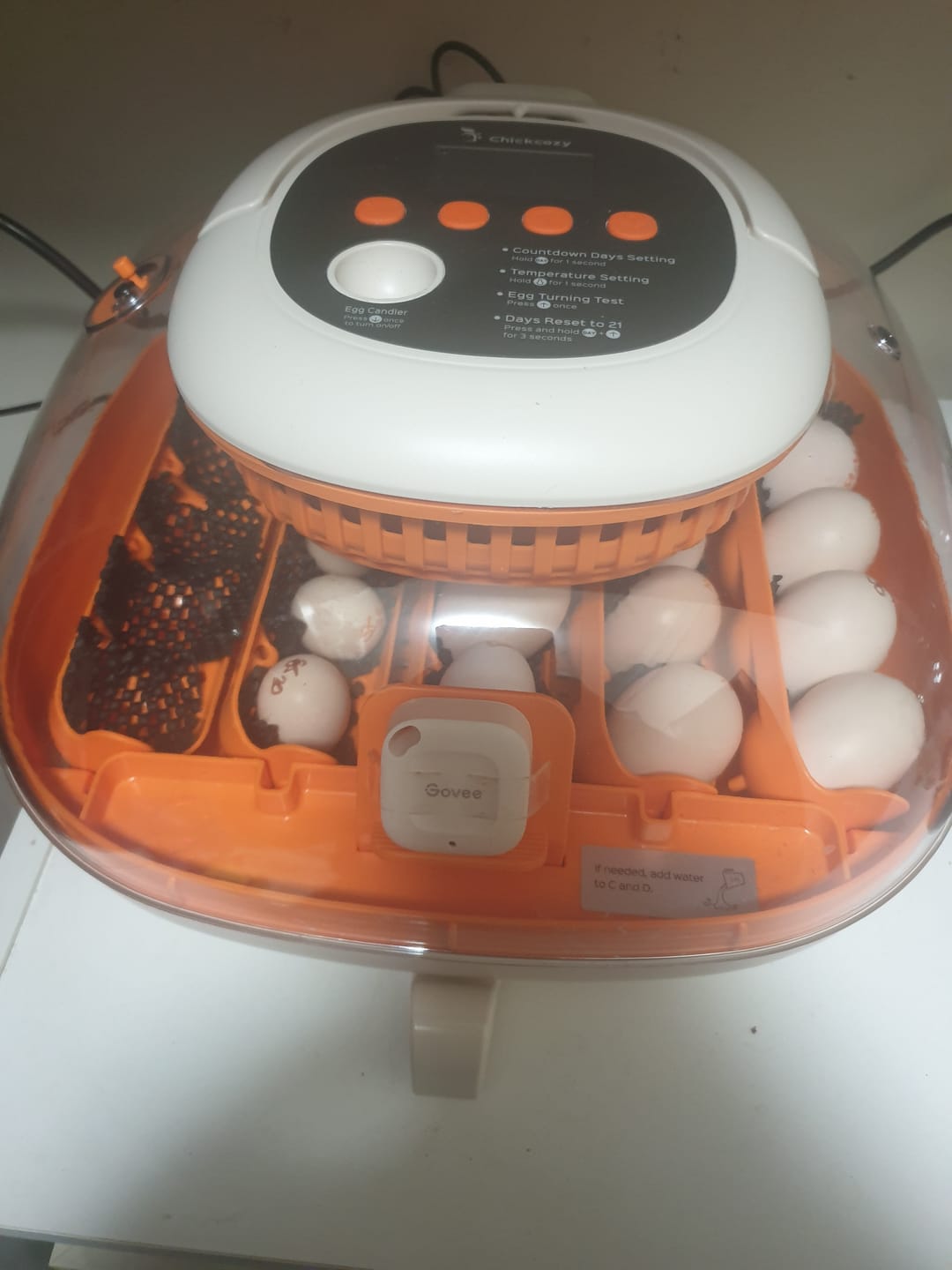 Customer photo review of Egg Incubator -25 Egg Capacity