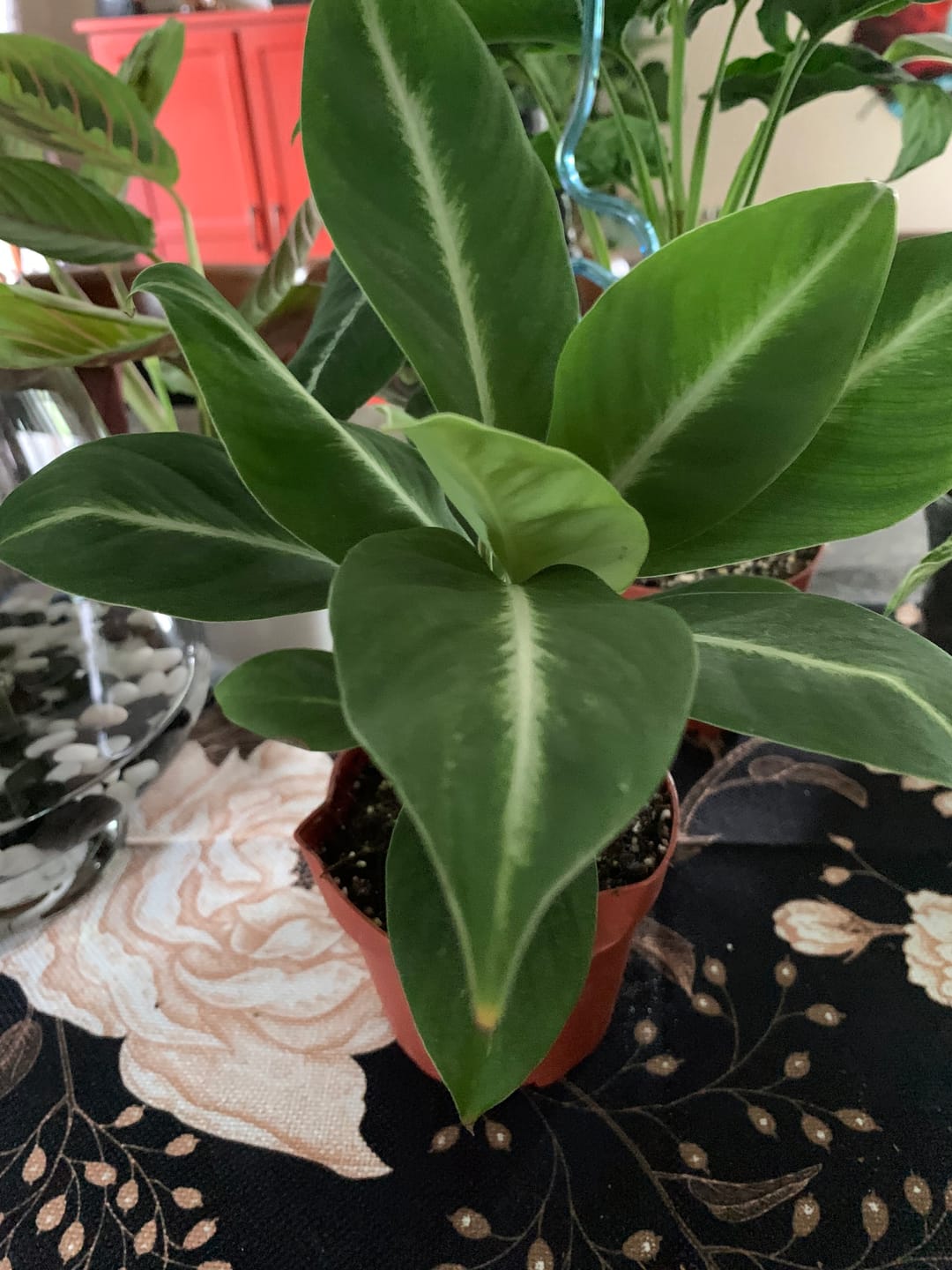 Customer photo review of Spathiphyllum 'Silver Streak'
