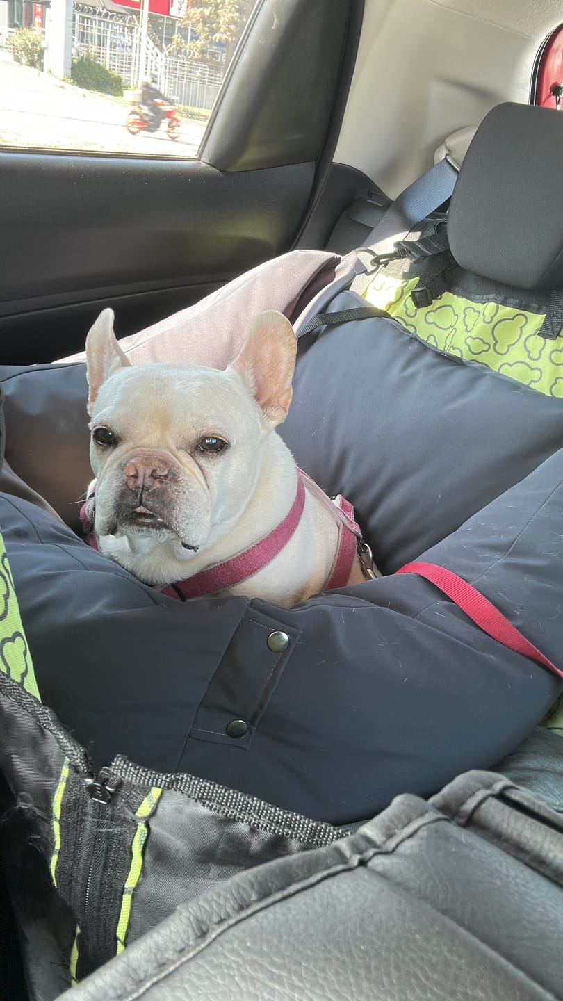 Customer photo review of Cama para auto gris gráfito