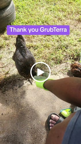 Customer video review of GrubTerra Dried Larvae Sample FREE