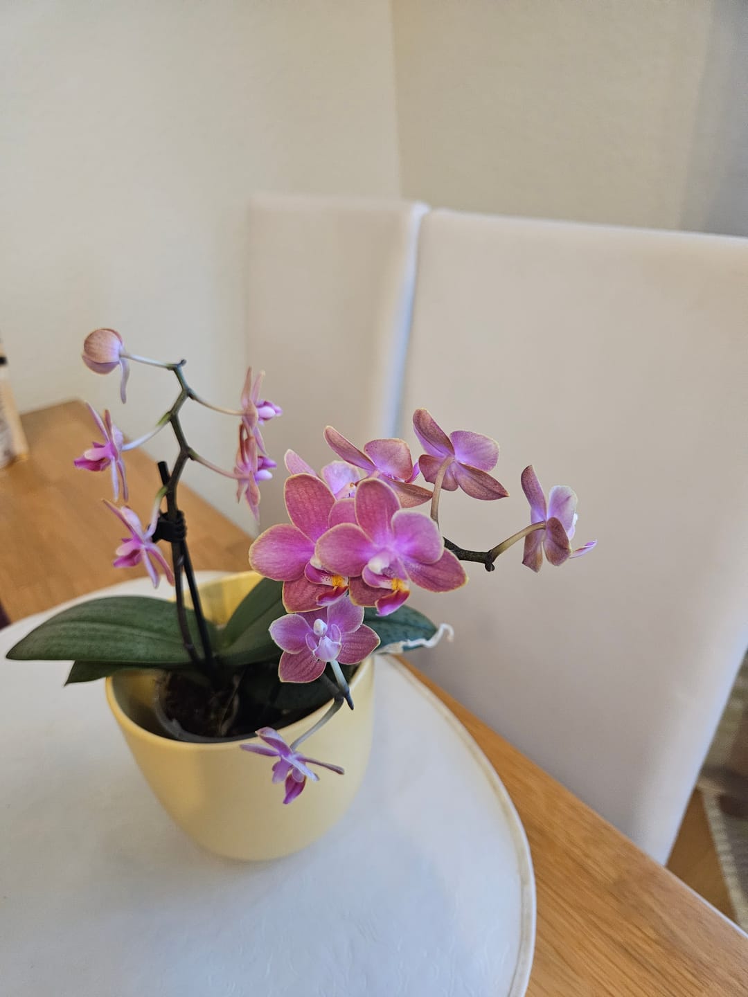Customer photo review of Duftphalaenopsis Secret Fragrance mit rot-pinken Blüten und 2 Rispen