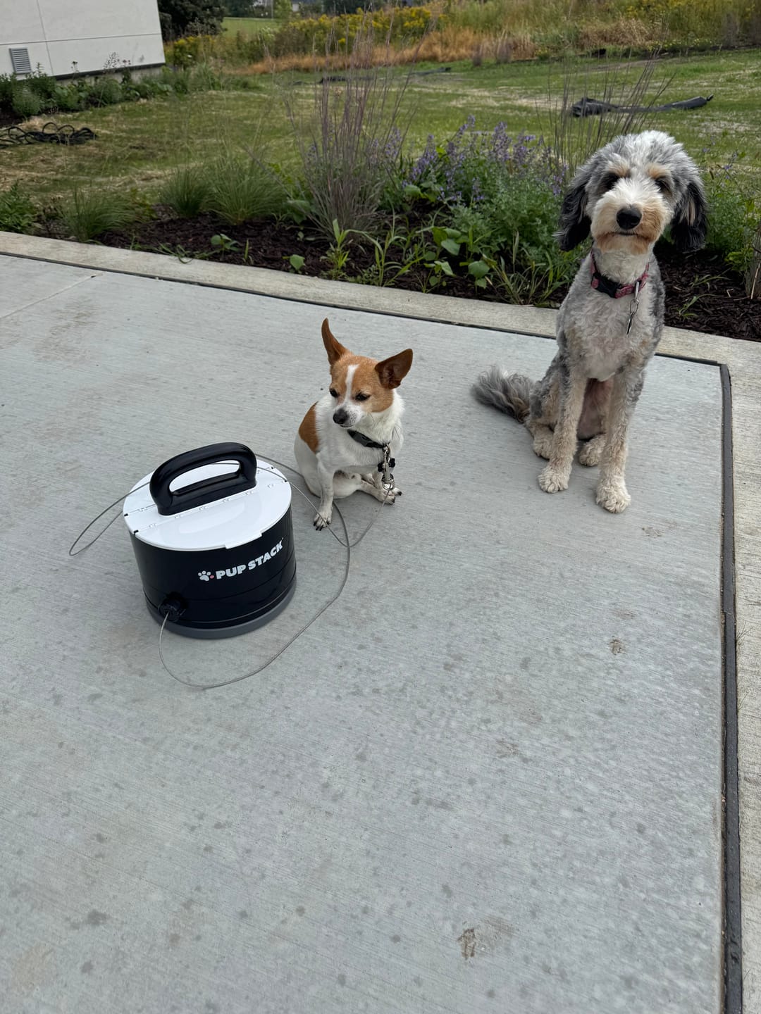 Customer photo review of Pup Stack
