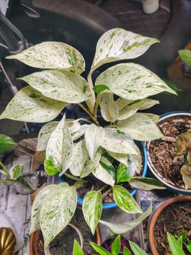 Customer photo review of Houseplant Pest Spray