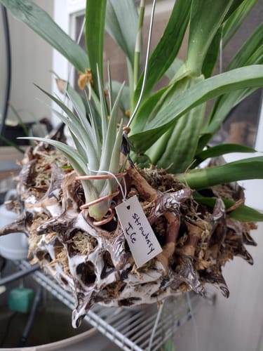 Customer photo review of Bermejoensis  (BEAUTIFUL Flower When In Bloom)